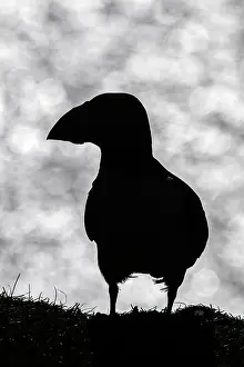Puffins: Atlantic Puffin - silhouette over sea - Scotland