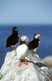 Puffins: ATLANTIC PUFFIN - three, on rock