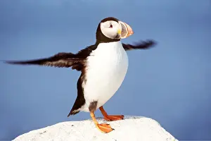 Puffins: ATLANTIC PUFFIN - wings spead