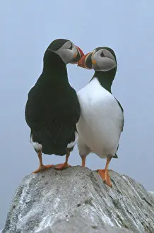 Puffins: Atlantic Puffins