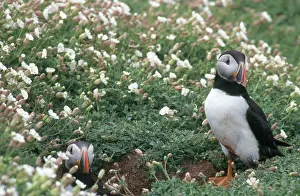 Puffins: Atlantic Puffins