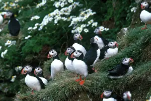 Puffins: Atlantic Puffins