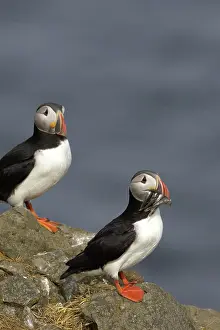 Puffins: Atlantic Puffins