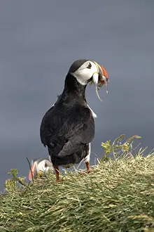 Puffins: Atlantic Puffins