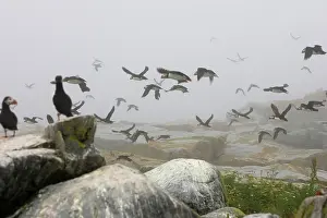 Machias: Atlantic Puffins in flight
