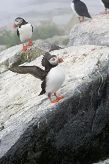 Machias: Atlantic Puffins (Fratercula arctica)