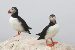 Machias: Atlantic Puffins (Fratercula arctica)