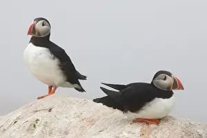 Machias: Atlantic Puffins (Fratercula arctica)