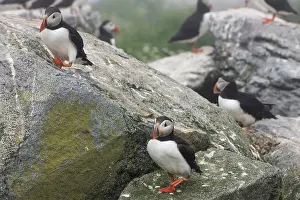 Machias: Atlantic Puffins (Fratercula arctica)