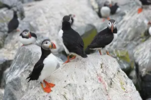 Machias: Atlantic Puffins (Fratercula arctica)