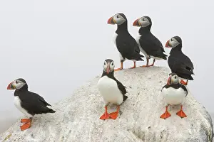 Machias: Atlantic Puffins (Fratercula arctica)