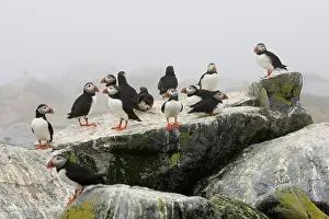 Machias: Atlantic Puffins (Fratercula arctica)