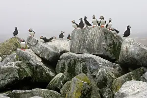 Machias: Atlantic Puffins (Fratercula arctica)