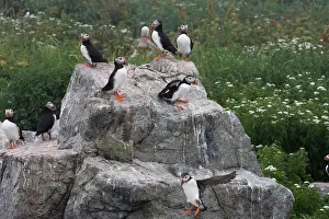 Machias: Atlantic Puffins (Fratercula arctica)