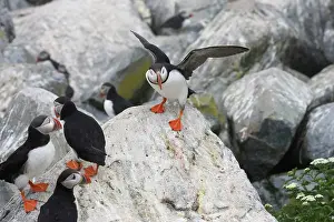 Machias: Atlantic Puffins (Fratercula arctica)
