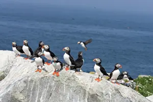 Machias: Atlantic Puffins (Fratercula arctica)