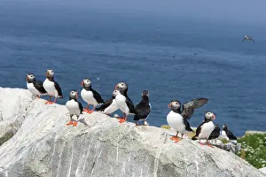Machias: Atlantic Puffins (Fratercula arctica)