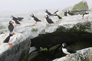 Machias: Atlantic Puffins (Fratercula arctica)