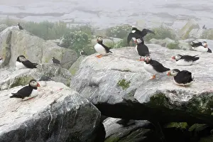 Machias: Atlantic Puffins (Fratercula arctica)