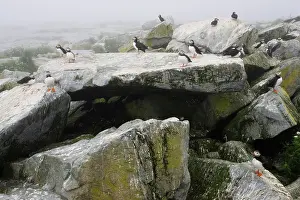 Machias: Atlantic Puffins (Fratercula arctica)