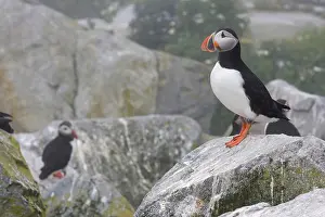 Machias: Atlantic Puffins (Fratercula arctica)