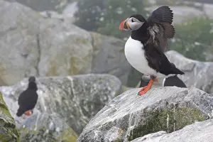 Machias: Atlantic Puffins (Fratercula arctica)
