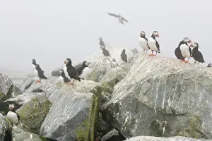 Machias: Atlantic Puffins (Fratercula arctica)