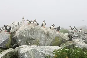 Machias: Atlantic Puffins (Fratercula arctica)