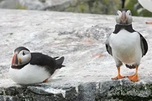 Machias: Atlantic Puffins (Fratercula arctica)