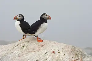 Puffins: Atlantic Puffins (Fratercula arctica)