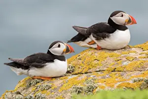 Puffins: Atlantic puffins (Fratercula arctica), Saltee islands