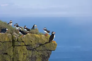Puffins: Atlantic Puffins (Fratercula arctica) on