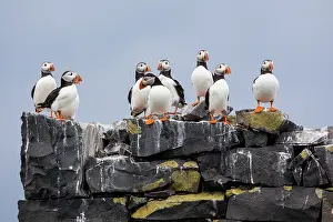 Puffins: Atlantic Puffins (Fratercula arctica) on cliff