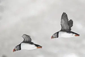 Puffins: Atlantic puffins (Fratercula arctica) in flight