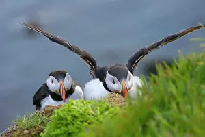 Puffins: Atlantic Puffins (Fratercula arctica), Latrabjarg
