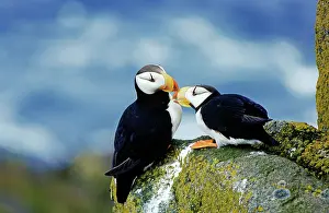 Puffins: Atlantic Puffins (Fratercula corniculata) greeting
