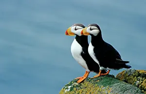 Puffins: Atlantic Puffins (Fratercula corniculata) on a rock