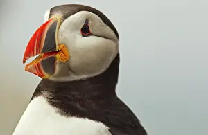 Puffins: Atlantic Puffins on Machias Seal Island
