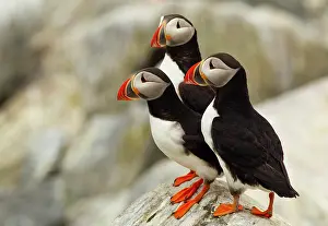 Puffins: Atlantic Puffins on Machias Seal Island