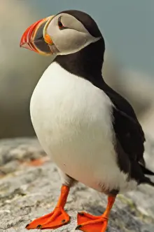 Puffins: Atlantic Puffins on Machias Seal Island