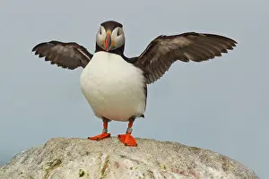 Puffins: Atlantic Puffins on Machias Seal Island