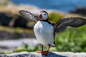 Puffins: Atlantic Puffins on Machias Seal island, Maine, USA