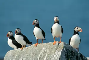 Artica: Atlantic Puffins - On rock ledge