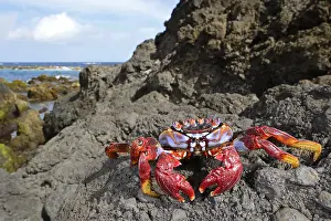 Tenerife: Atlantic Rock Crab (Grapsus adscensionis) lying