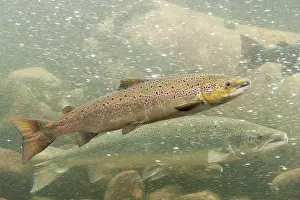 Salmo: Atlantic Salmon