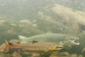 Salmo: Atlantic Salmon