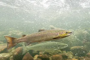 Salmo: Atlantic Salmon