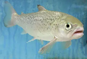Anadromous: Atlantic Salmon, anadromous, migrates into freshwater
