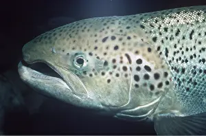Lips: ATLANTIC SALMON - close up