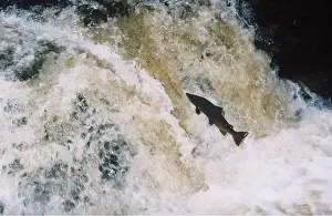 Upstream: ATLANTIC SALMON - LEAPING UPSTREAM